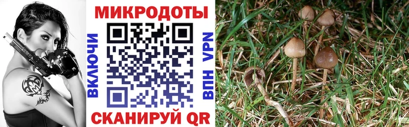 kraken маркетплейс  Афипский  Галлюциногенные грибы Psilocybine cubensis  наркошоп 